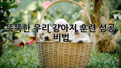 똑똑한 우리 강아지, 훈련 성공 비법!
